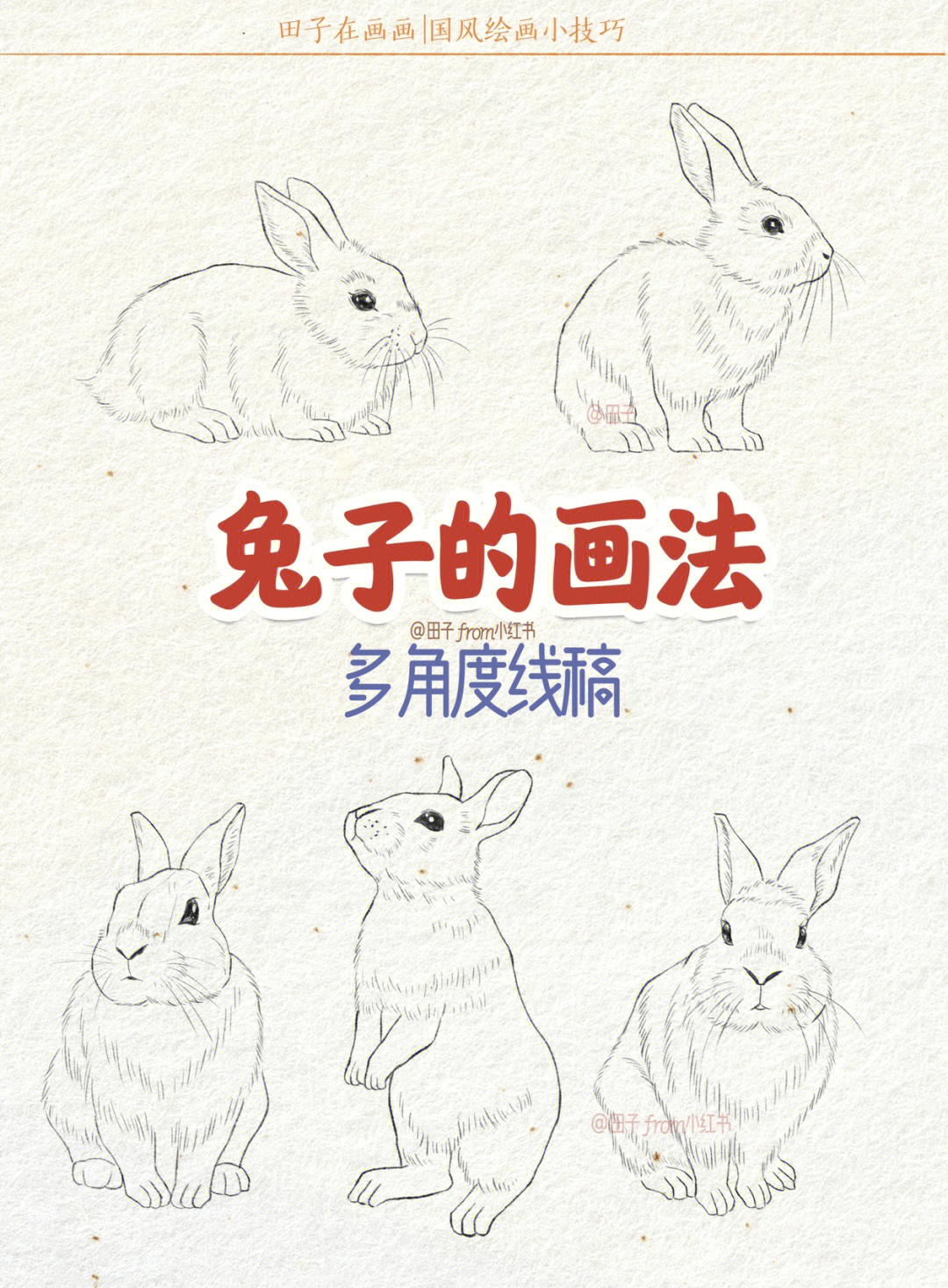 兔子的画法多角度线稿零基础绘画教程
