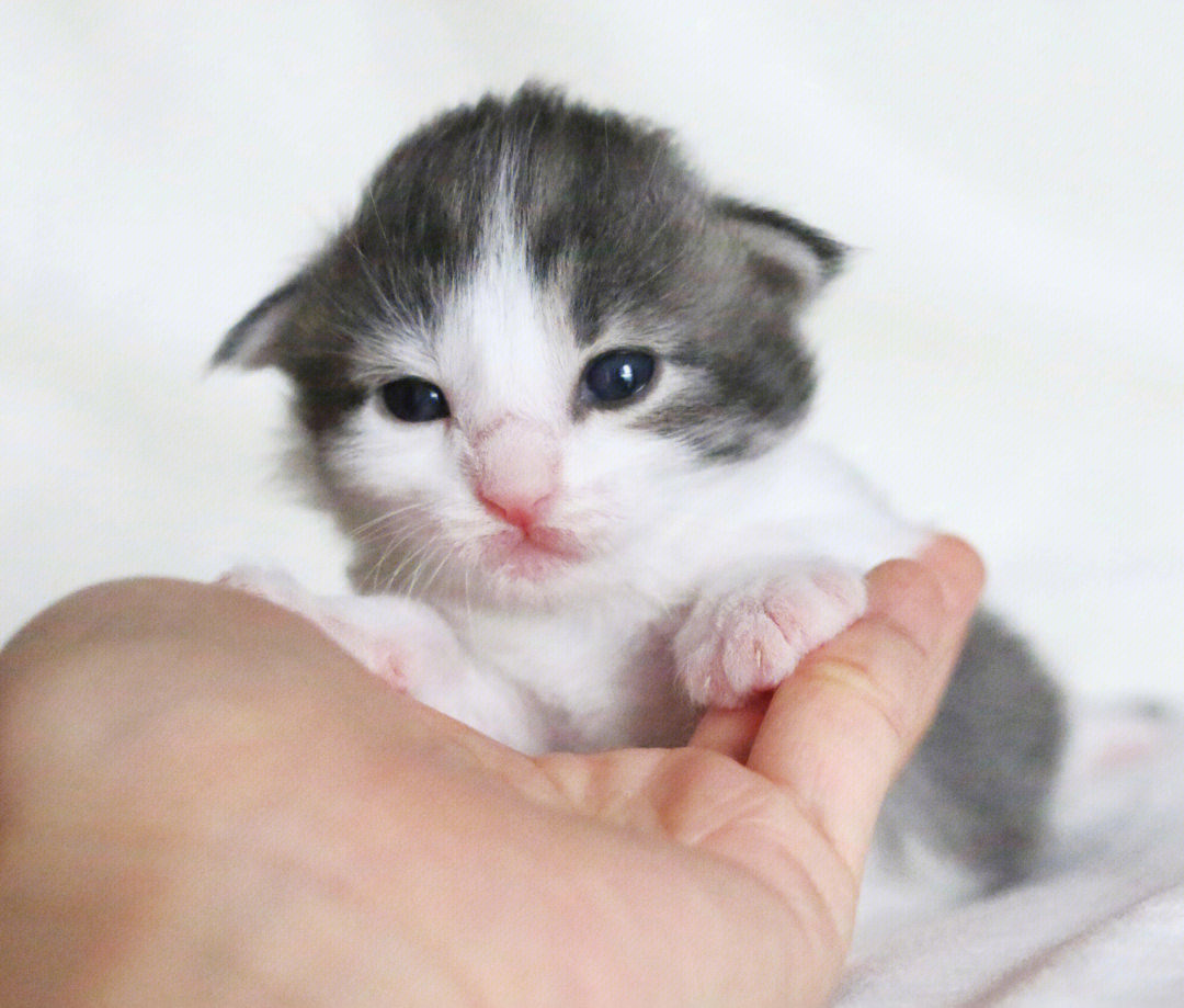 挪威森林猫923出生窝次蓝虎斑加白二姐