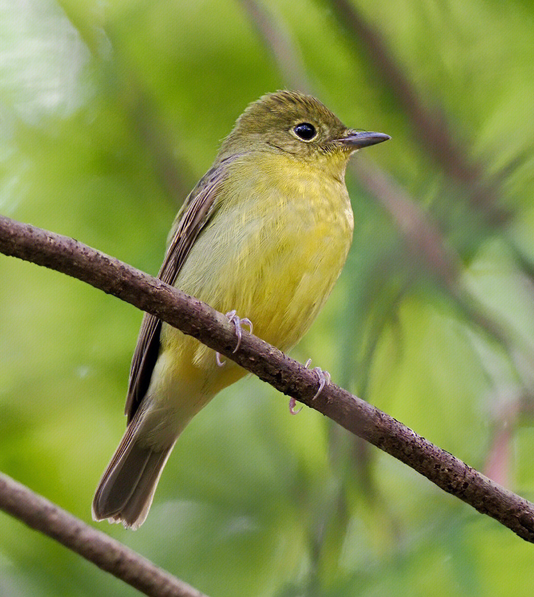 绿背姬鶲greenbackedflycatcher