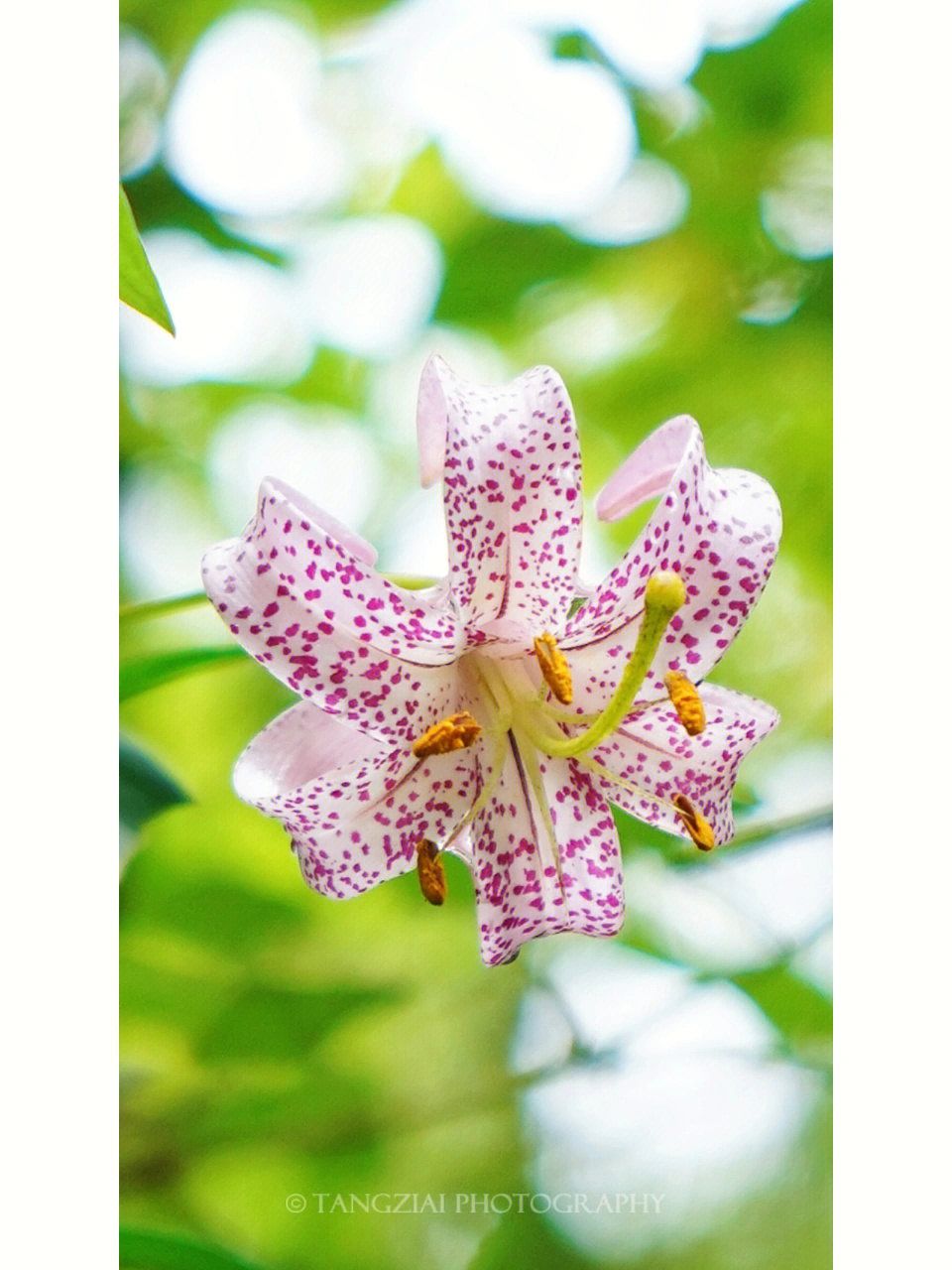 百合科 百合属花下垂,花被片反卷;呈淡紫红色或粉红色,有深紫色斑点