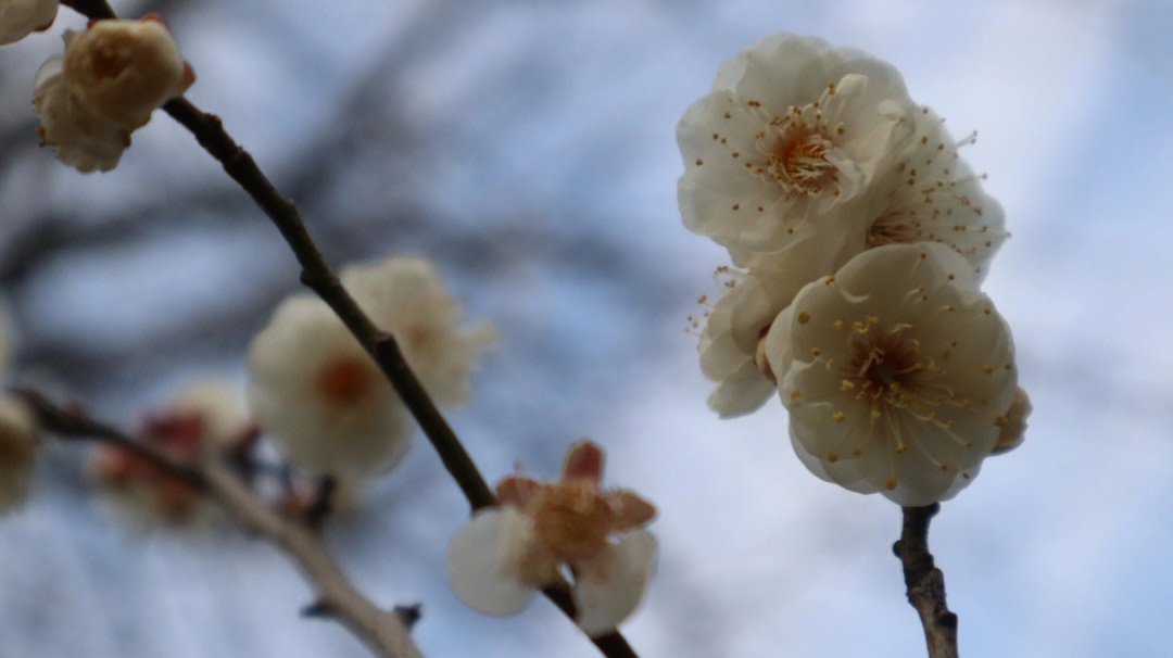 梅花树 一年四季图片