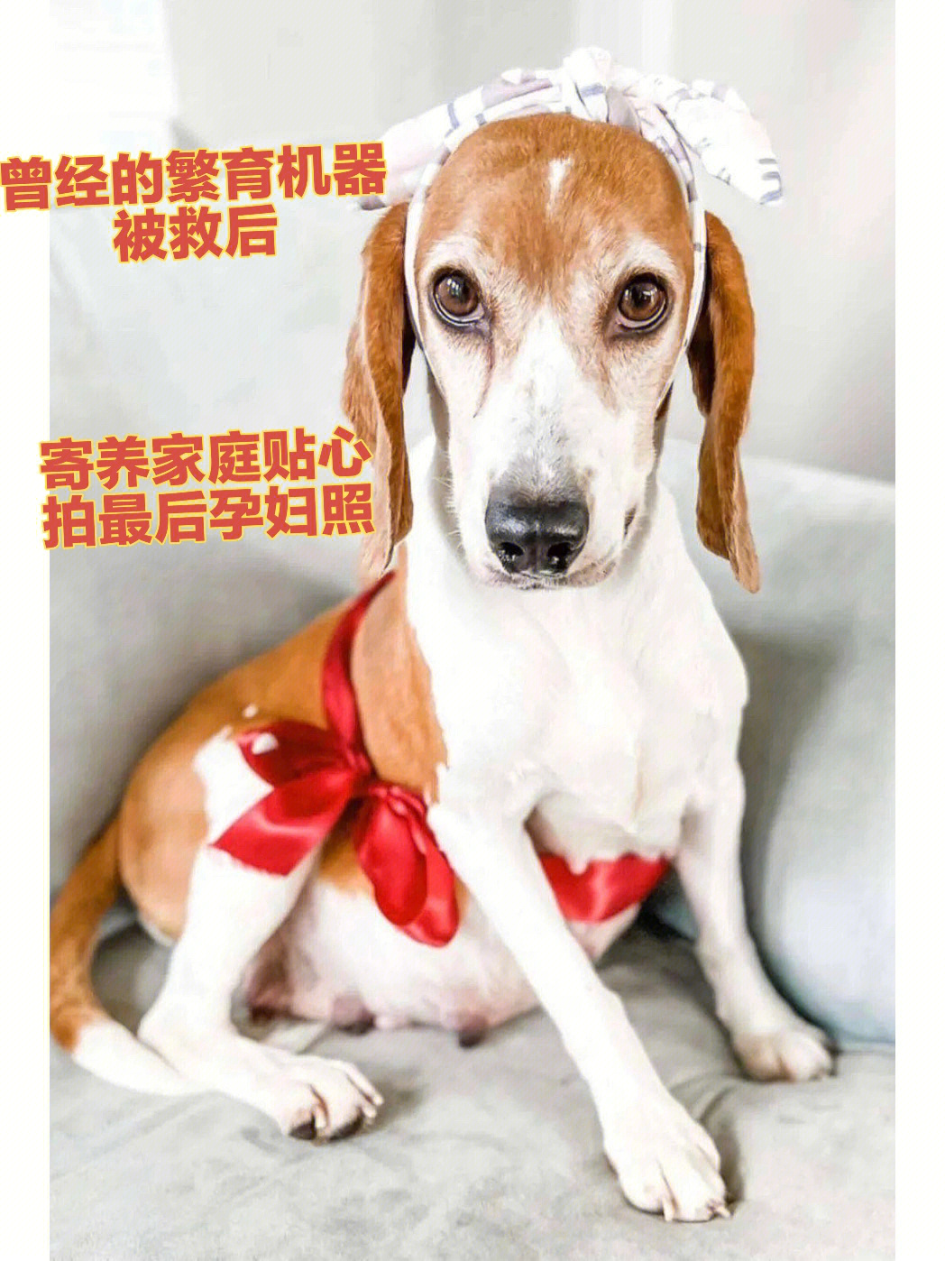 かった犬寄养的狗图片