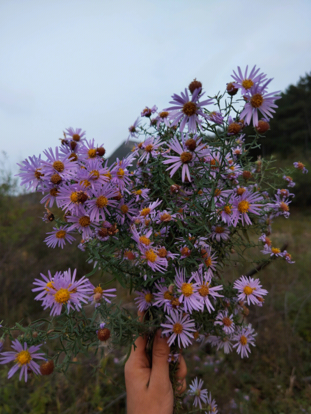 山上小野花