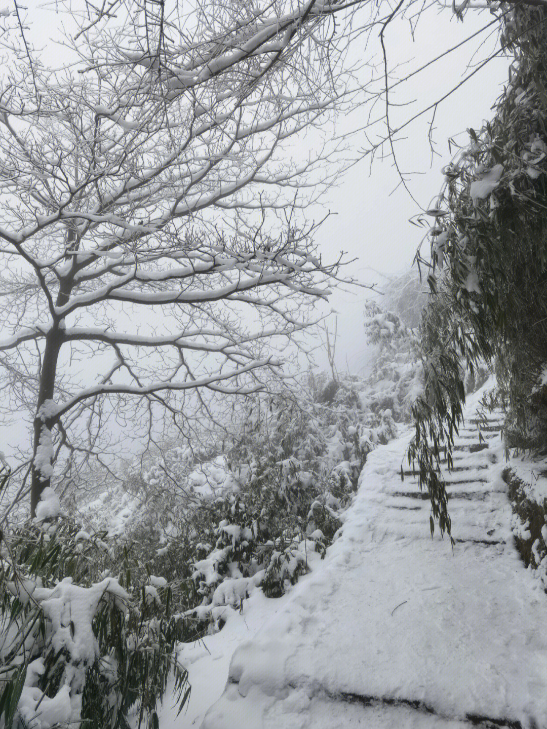 大邑雾中山青梅花图片