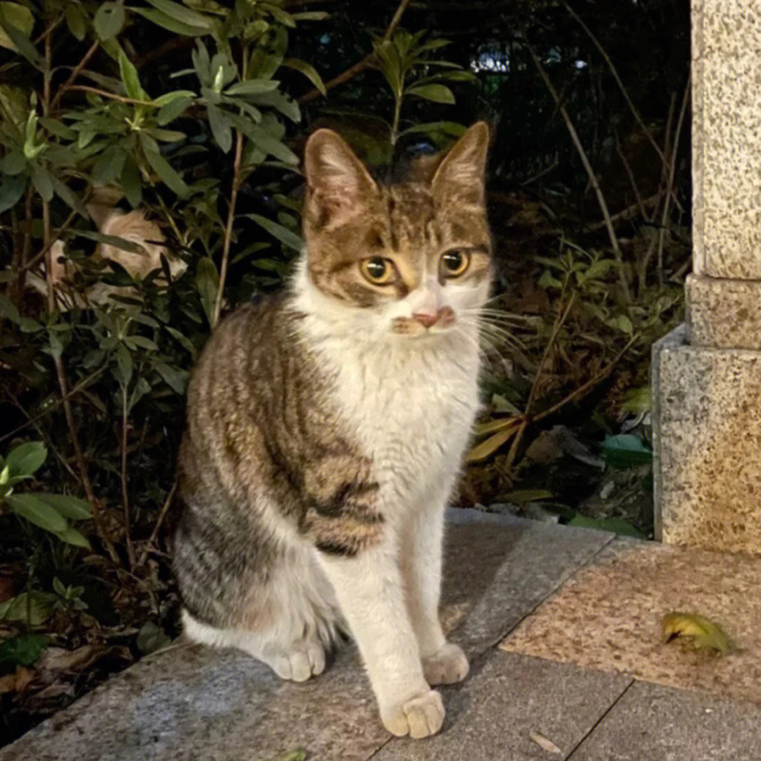 展小猫生病记图片