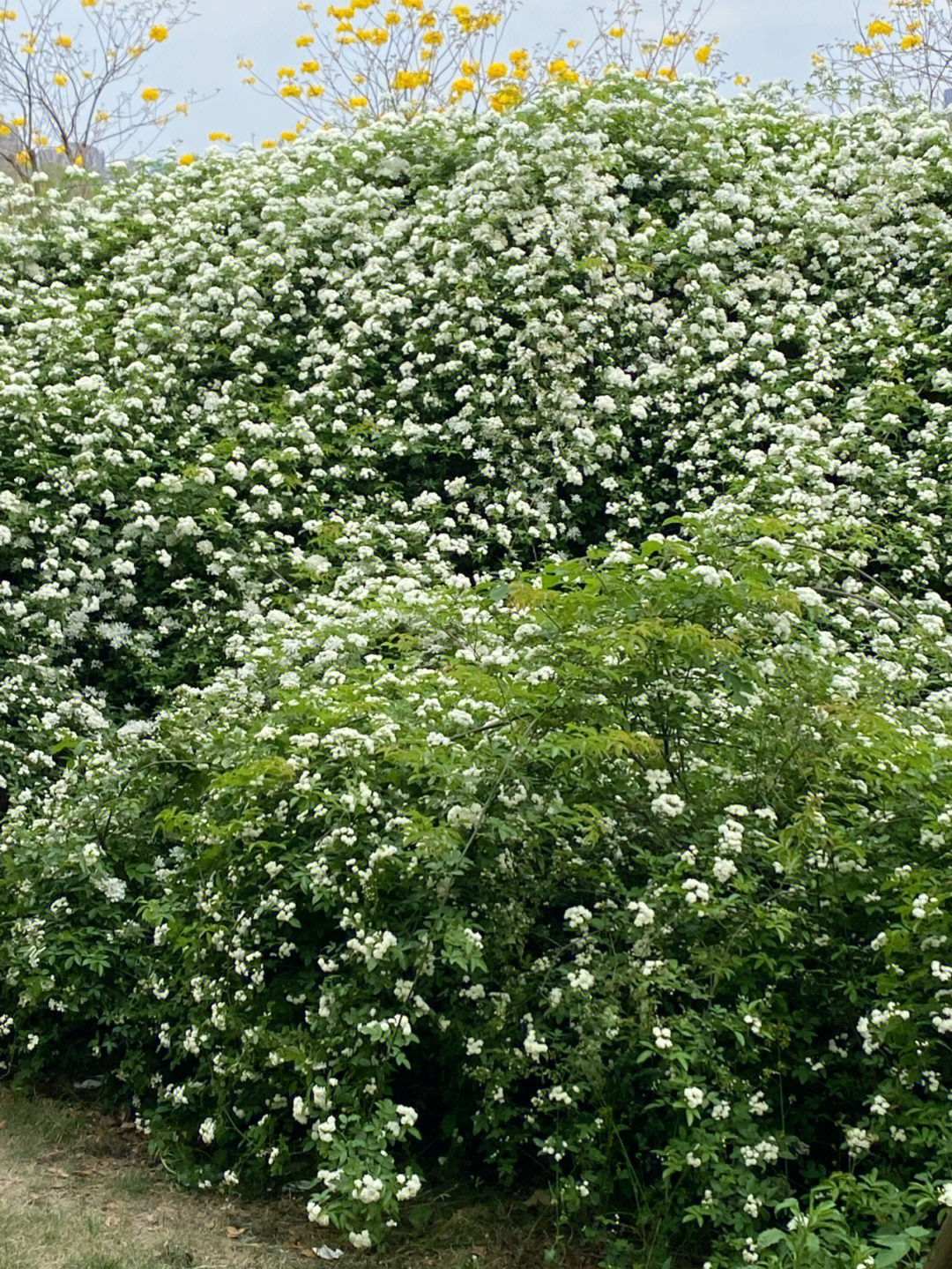 快来打卡成都七里香瀑布花期正好