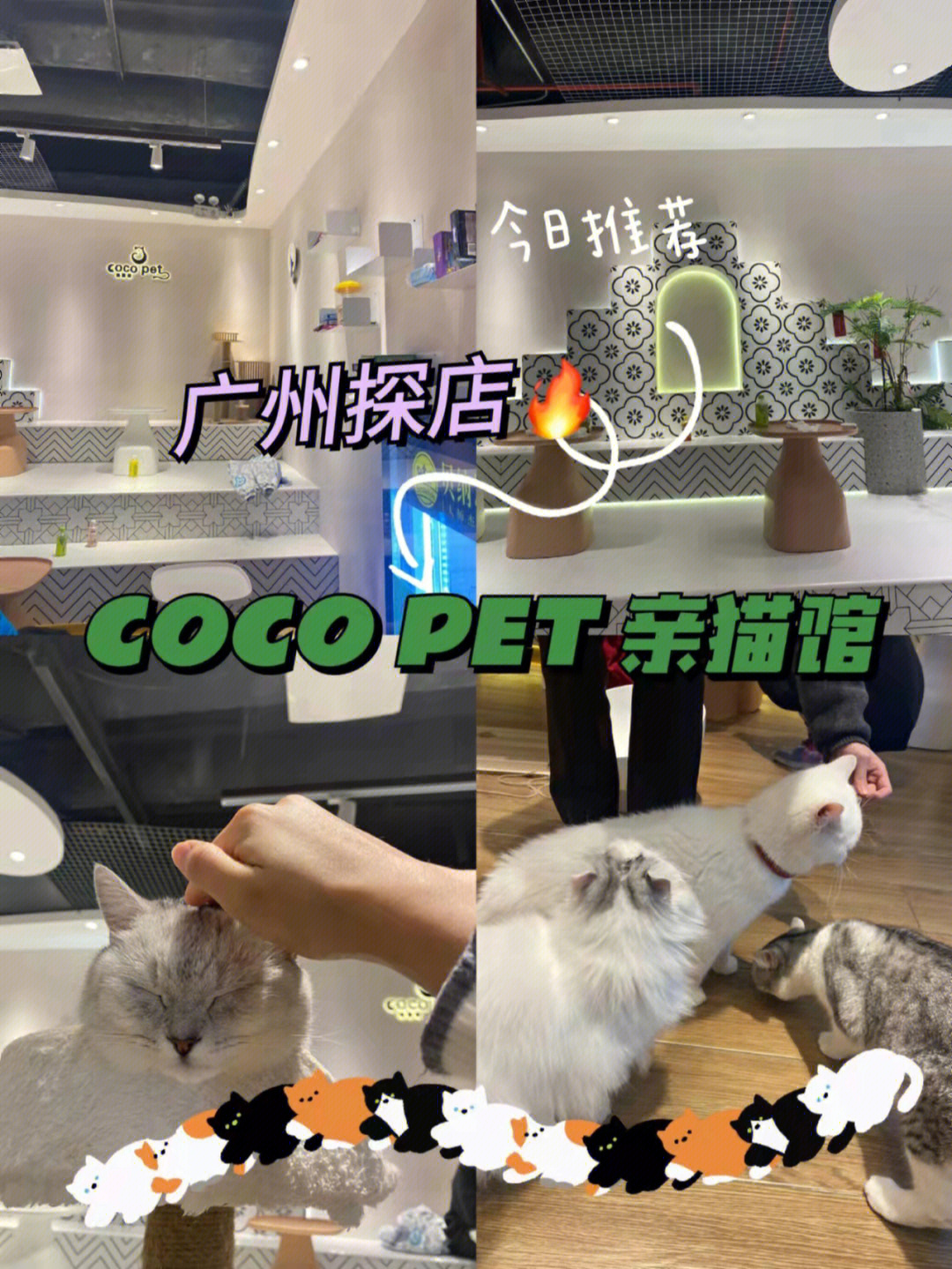 广州探店cocopet亲猫馆