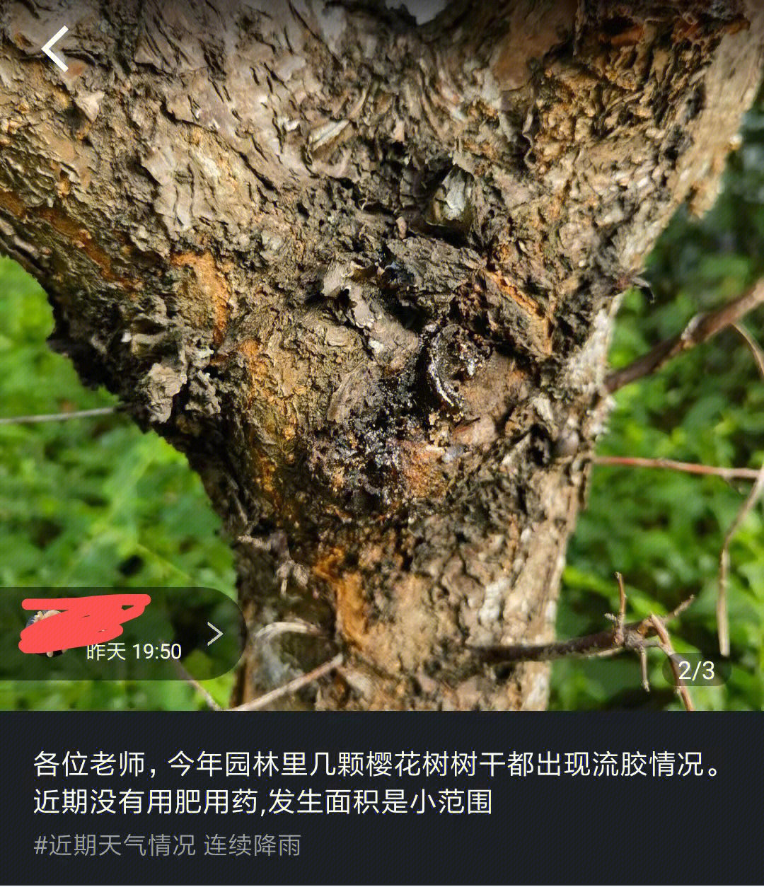 樱桃树用药指南图片