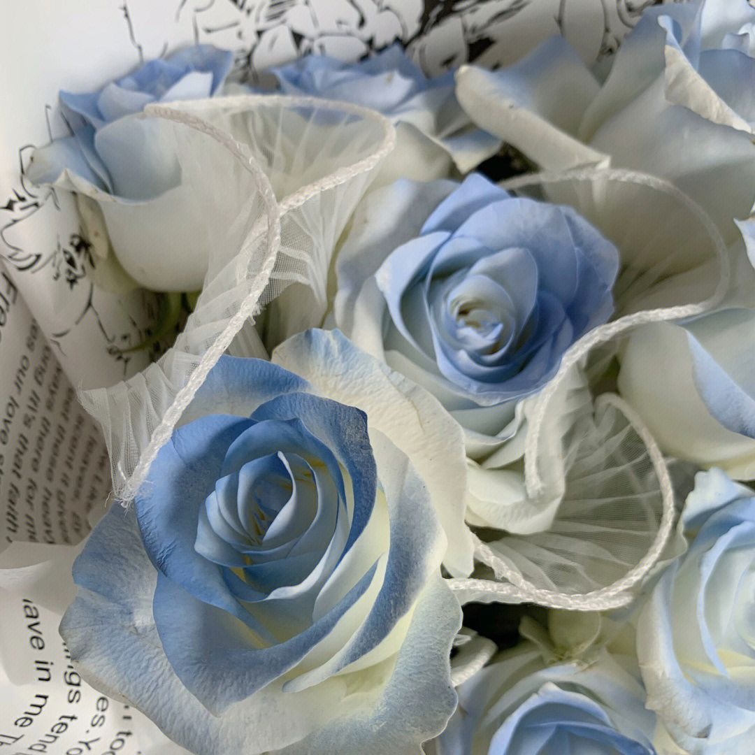 碎冰蓝玫瑰英语图片