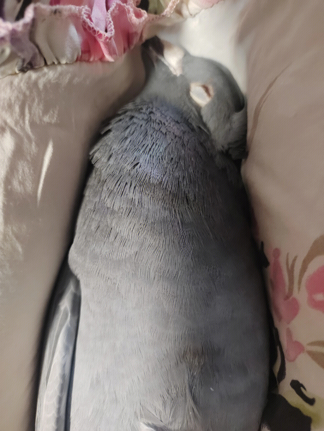 鸽子睡觉姿势图片