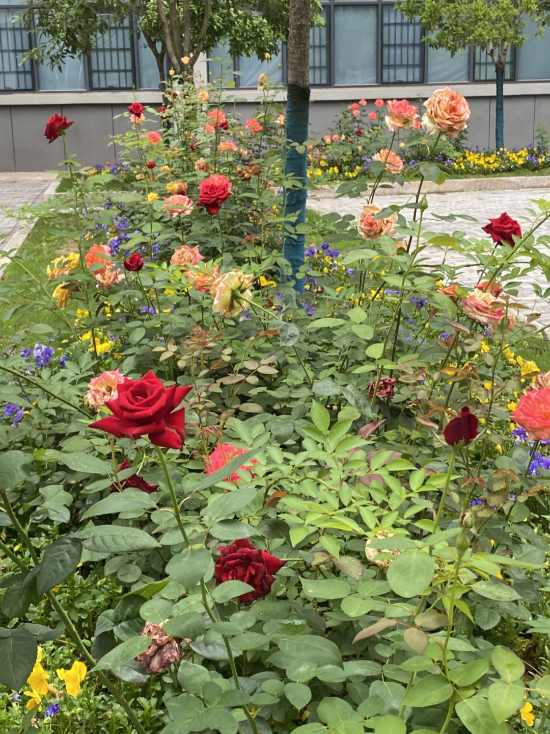 学校种的花这是不是月季花