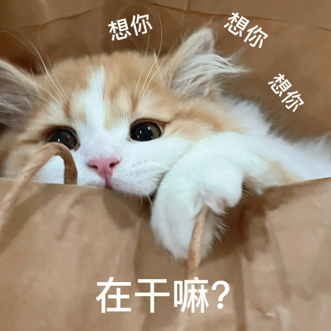 小猫咪表情包