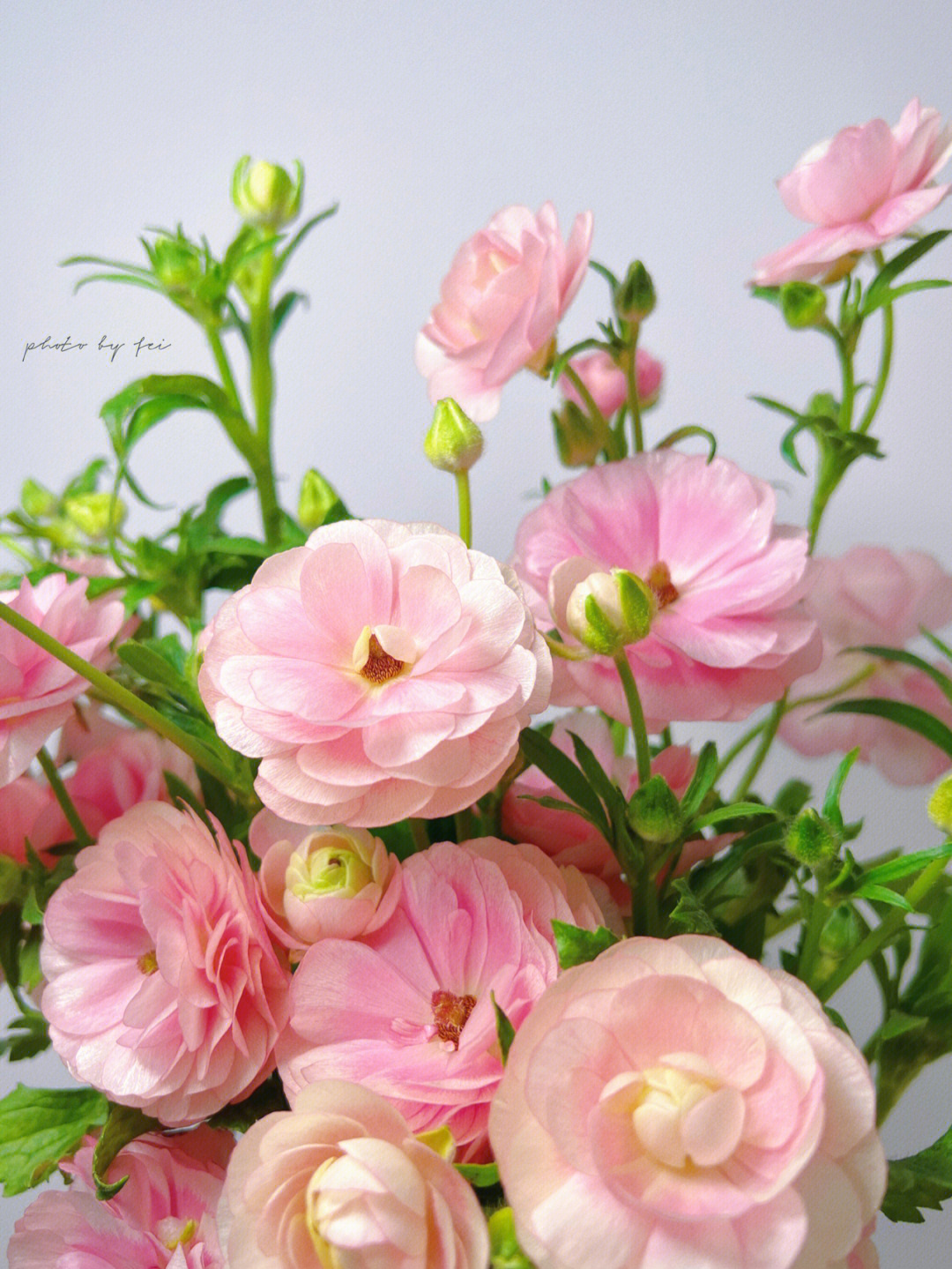粉色洋牡丹的花语图片