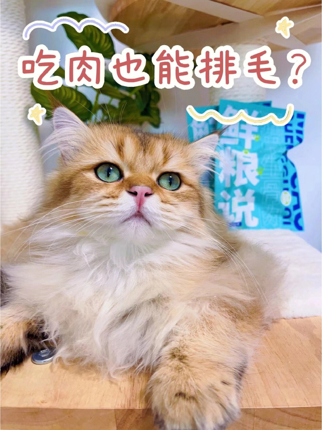 什么还有小猫咪不知道吃肉也能化毛