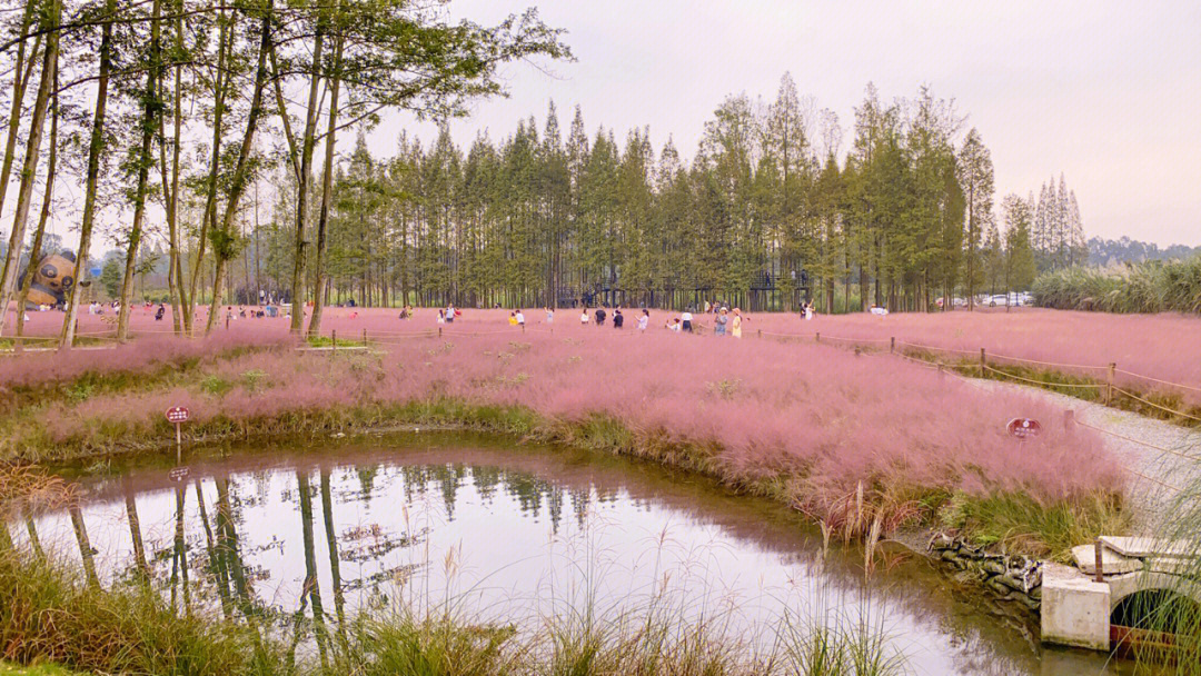 严家弯弯粉黛花海