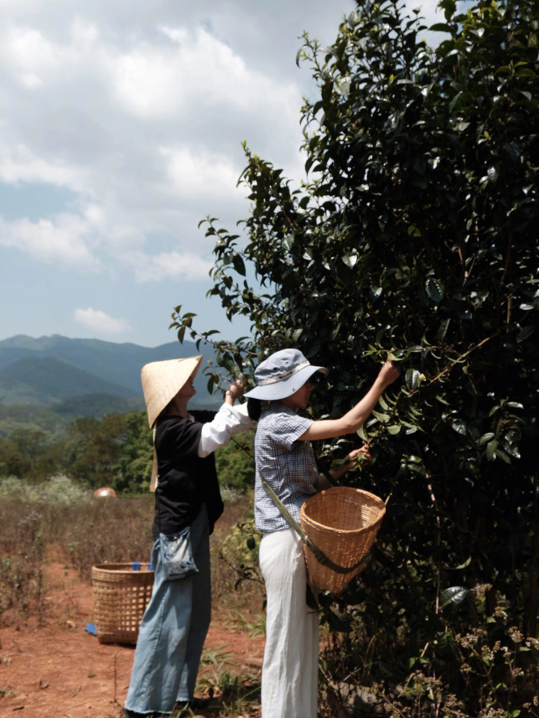 才能制造出好茶吧#记录#普洱#茶#茶生活#采茶#茶树#古树