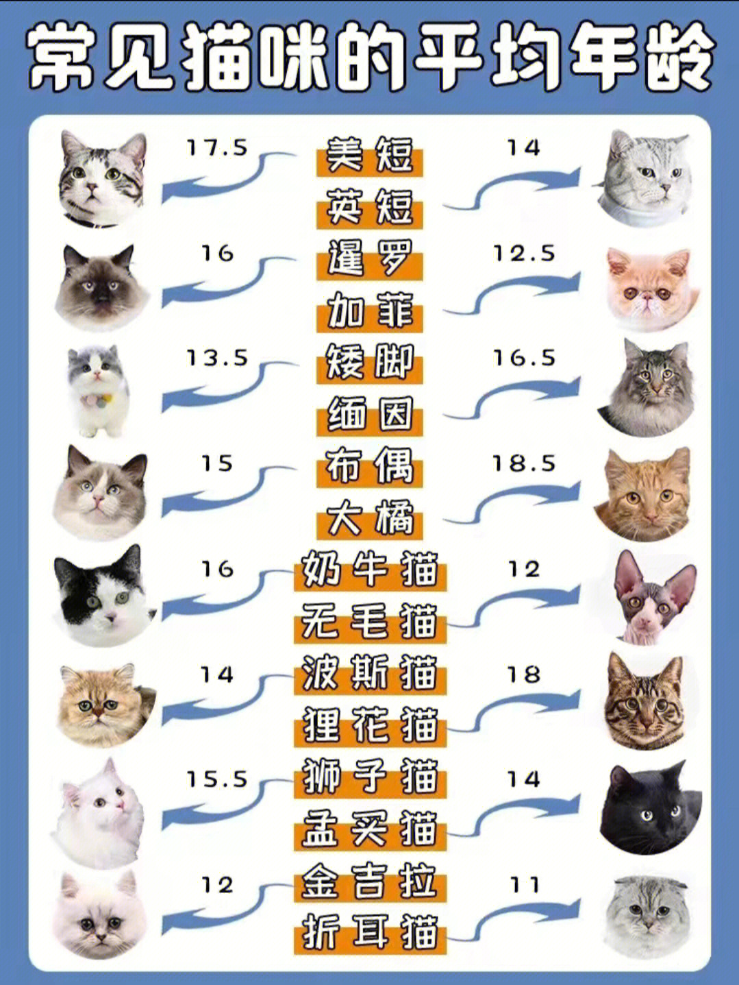 布偶猫的品种图解价格图片