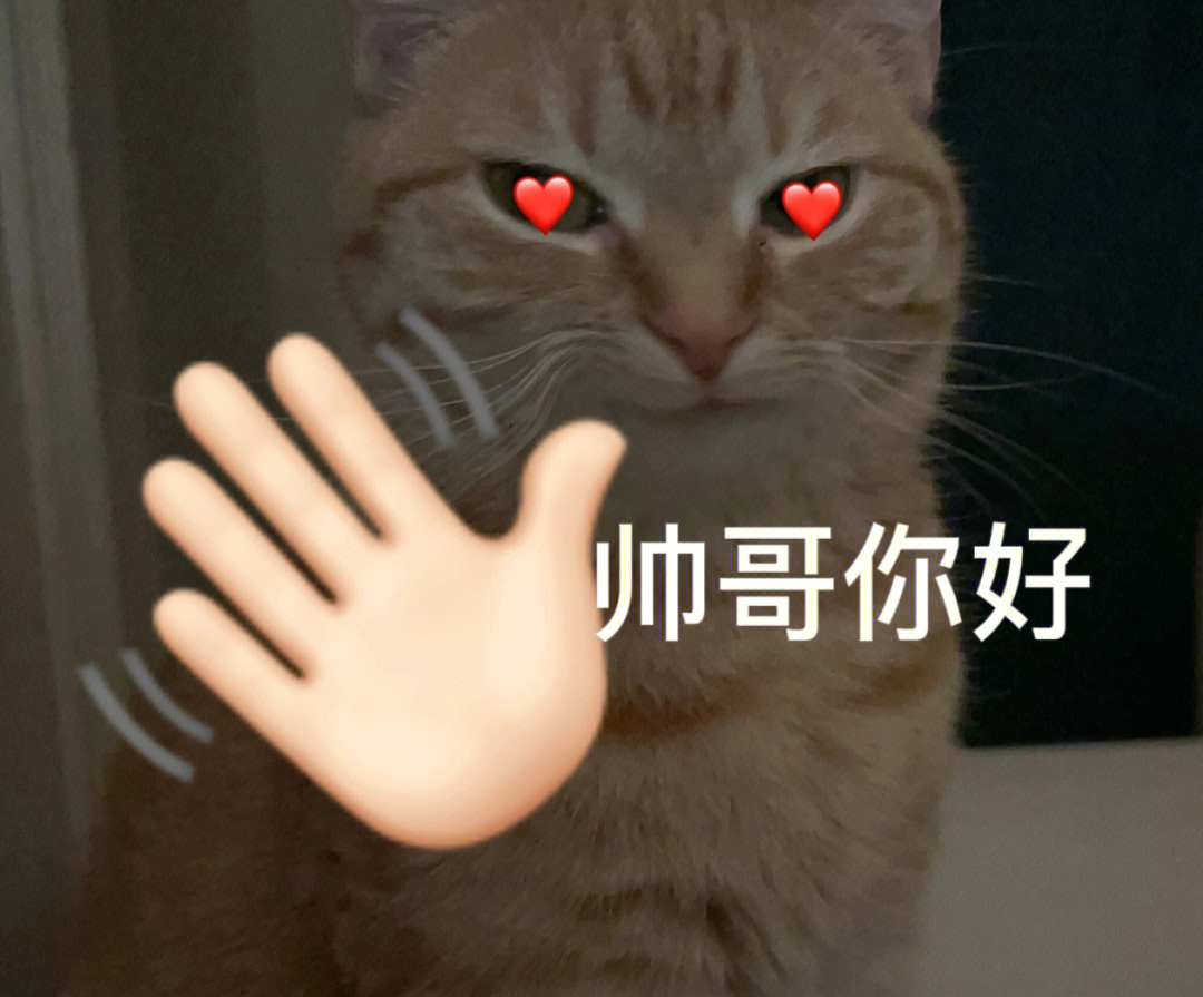 没人能拒绝一只帅气的猫猫#猫咪表情包#猫猫