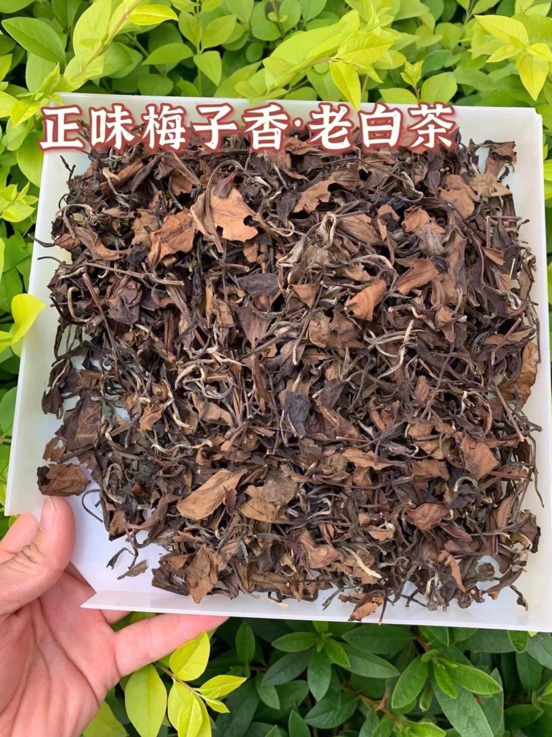 2000年梅子香老白茶