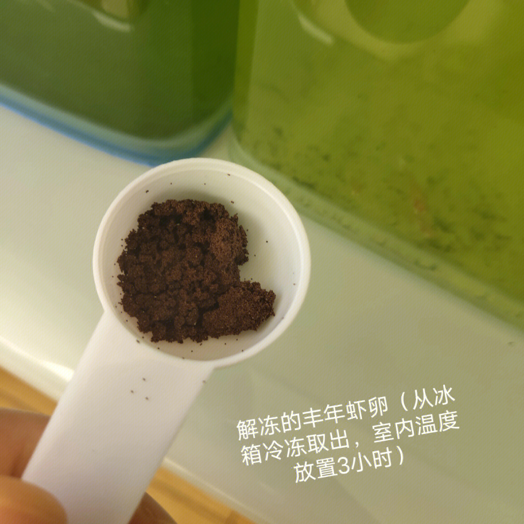 丰年虾孵化过程图图片