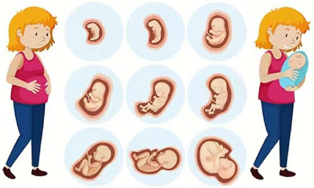 每个月胎儿的变化图片图片