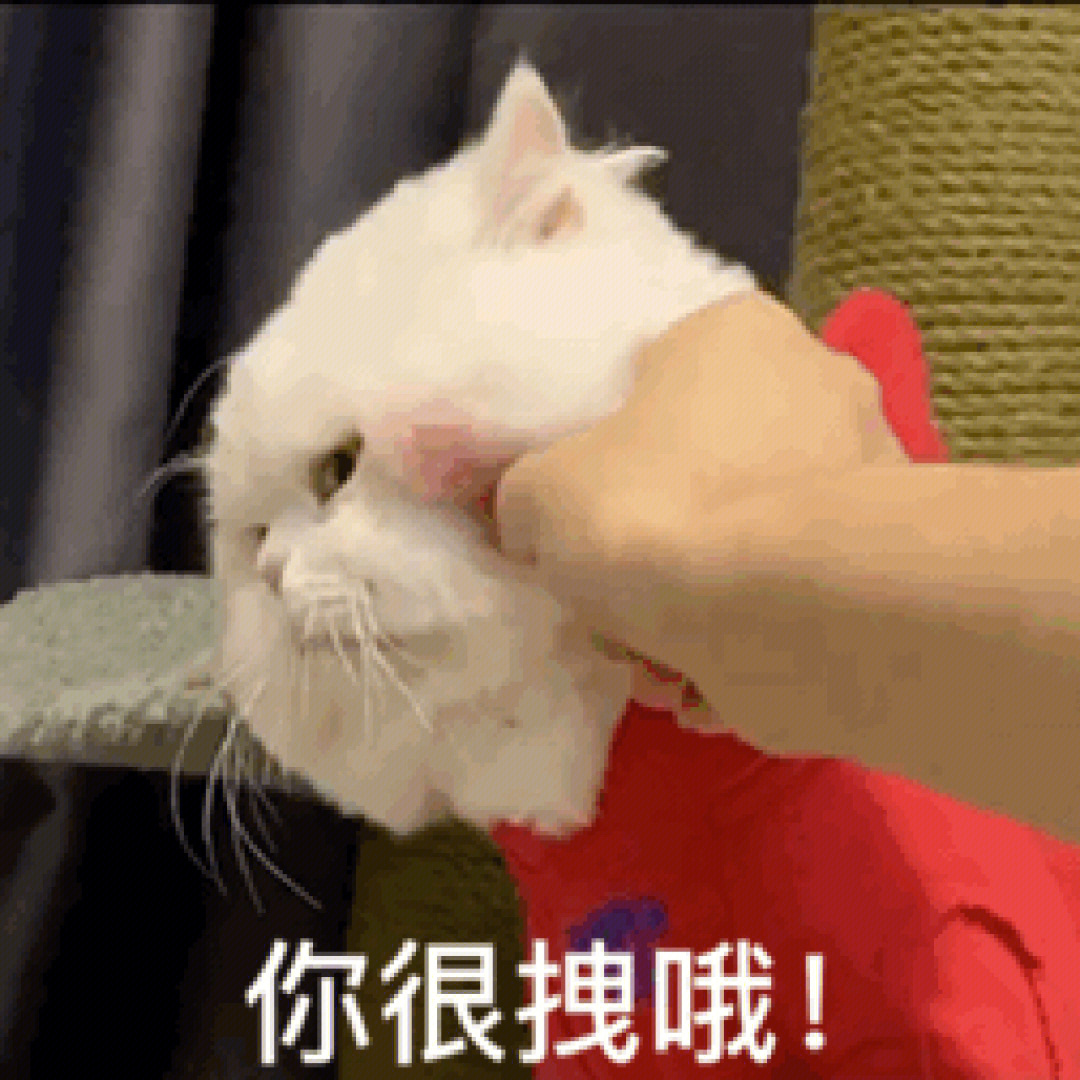 用手按猫咪头的表情包图片