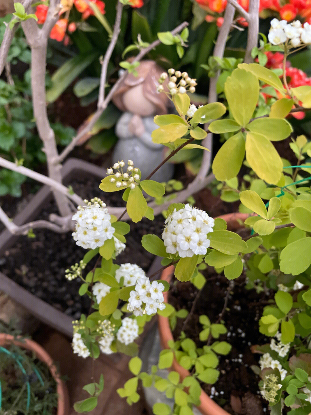 菱叶绣线菊不开花图片