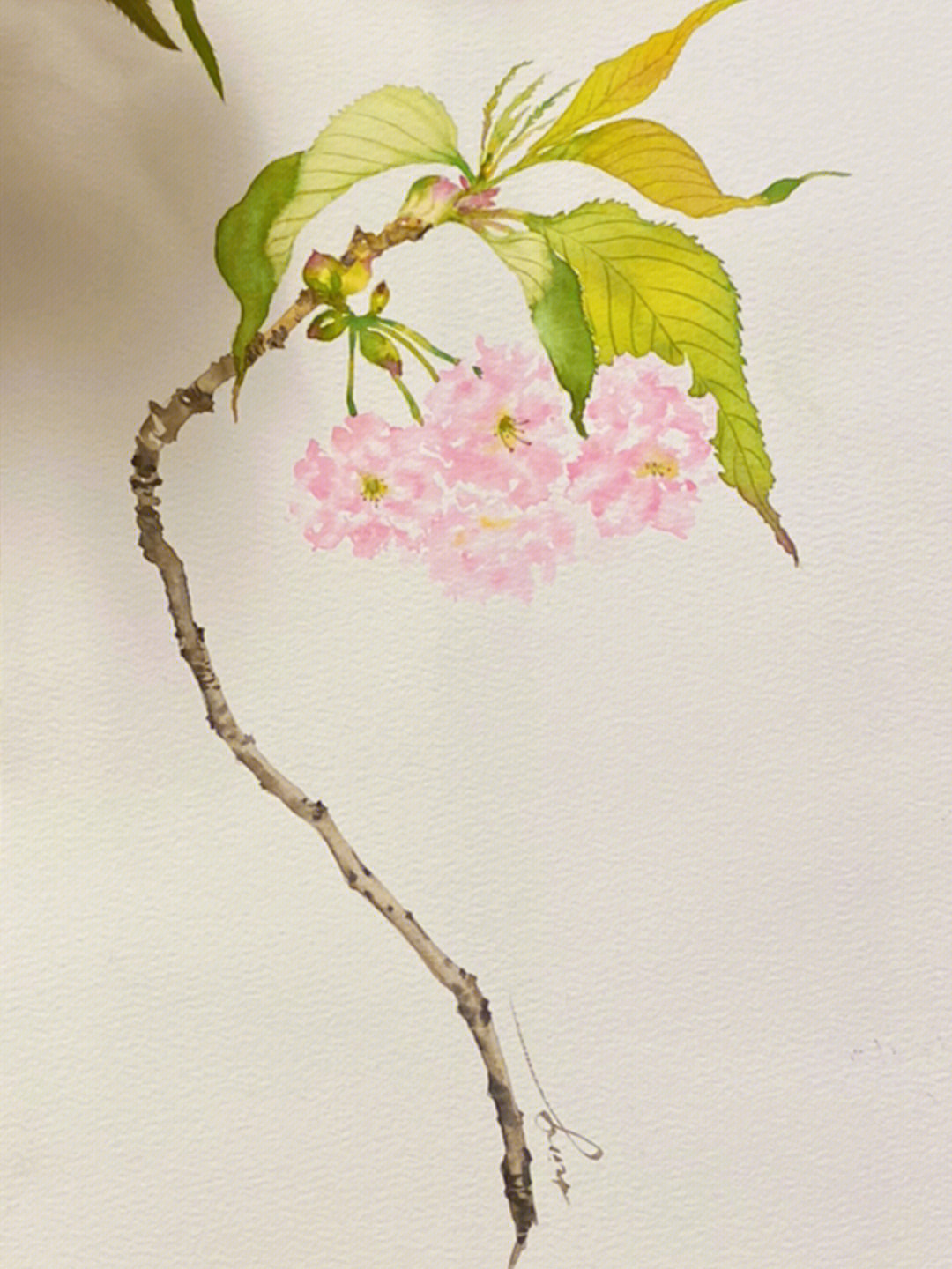 樱花水彩画法步骤图片