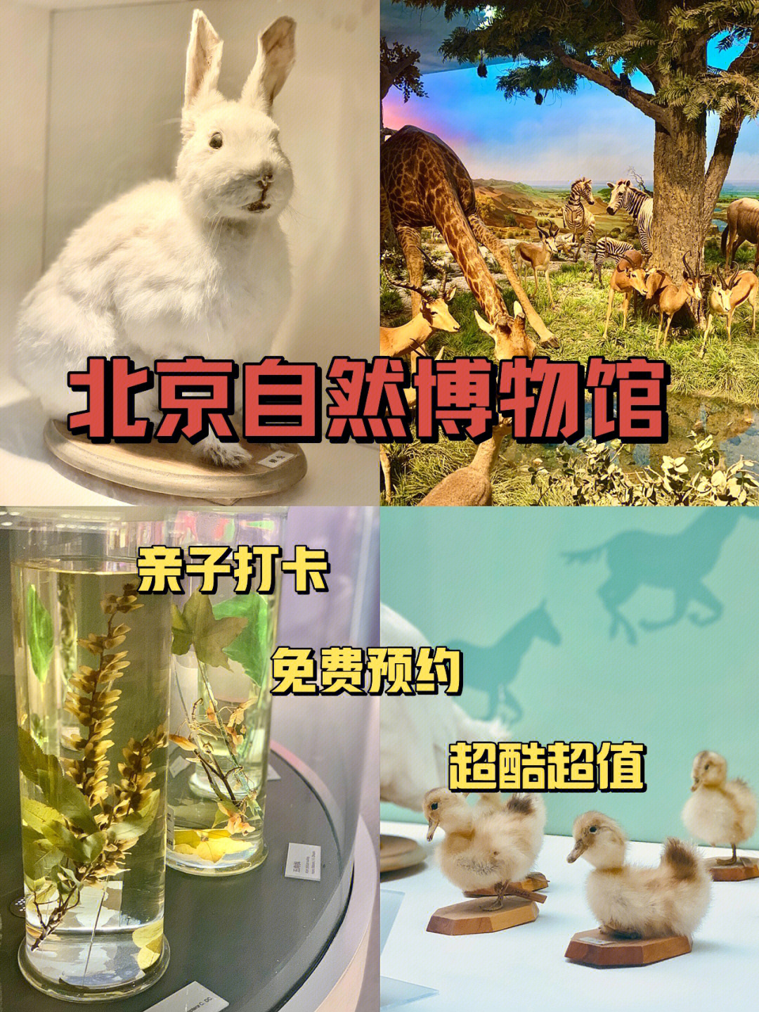 终于打卡了号称北京最难预约的博物馆——北京自然博物馆强烈推荐75
