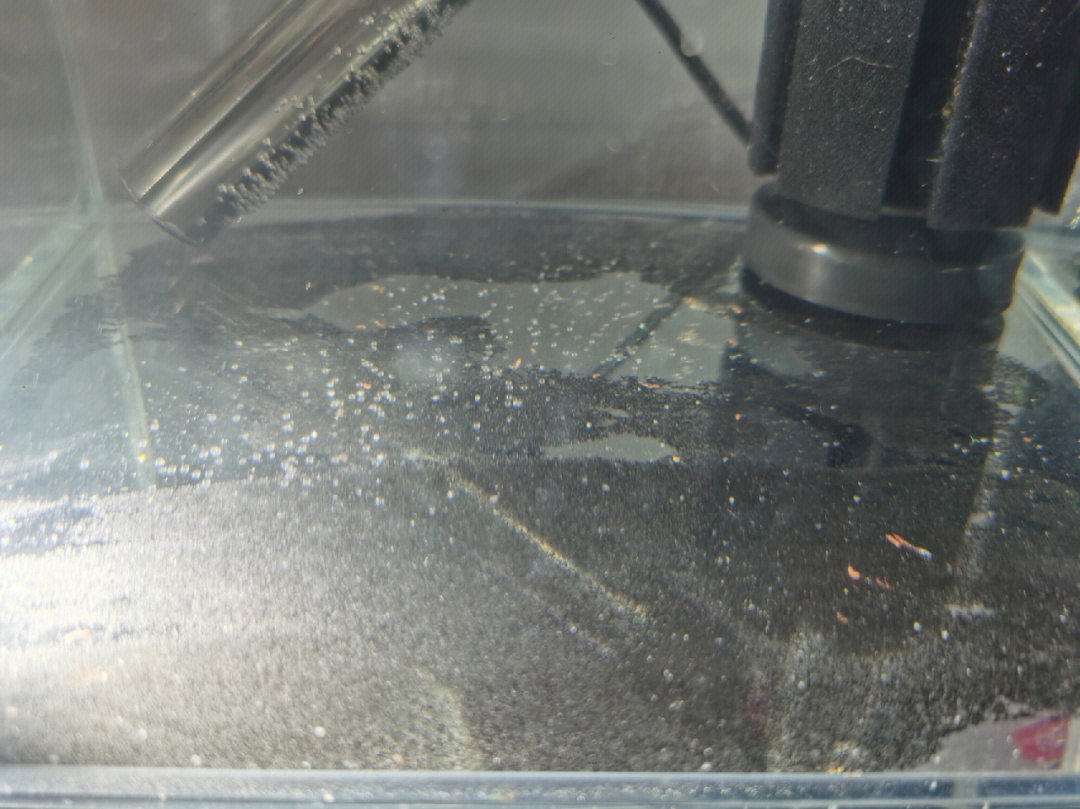 斑马鱼鱼卵孵化过程图图片