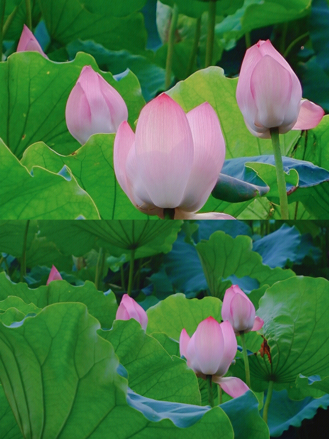 "欲把西湖比西子,雨后空蒙的美妙,夕阳西下的晕染,都是大自然的鬼斧