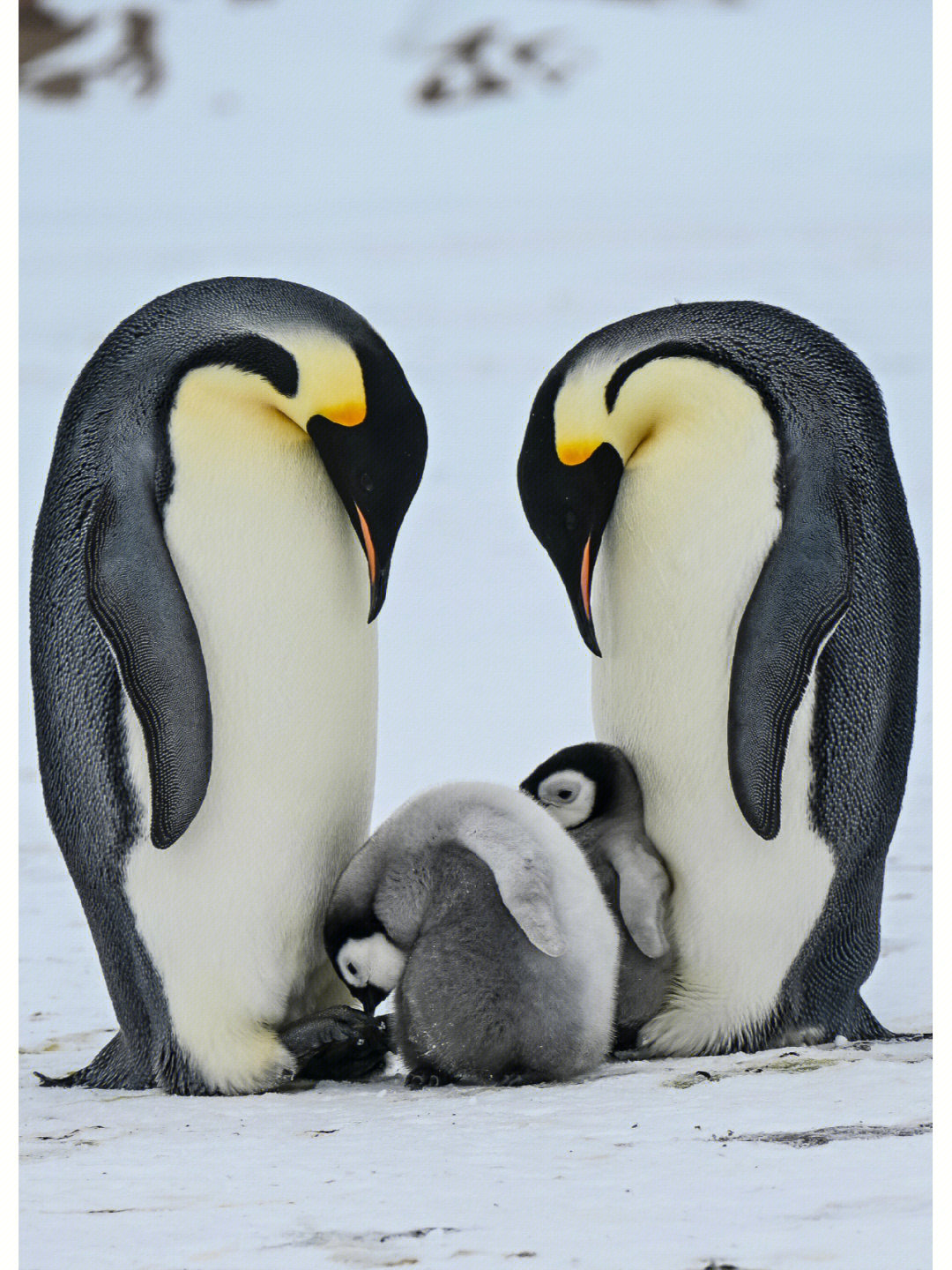 日常更新 企鹅岛的帝企鹅及幼崽(本人拍摄)