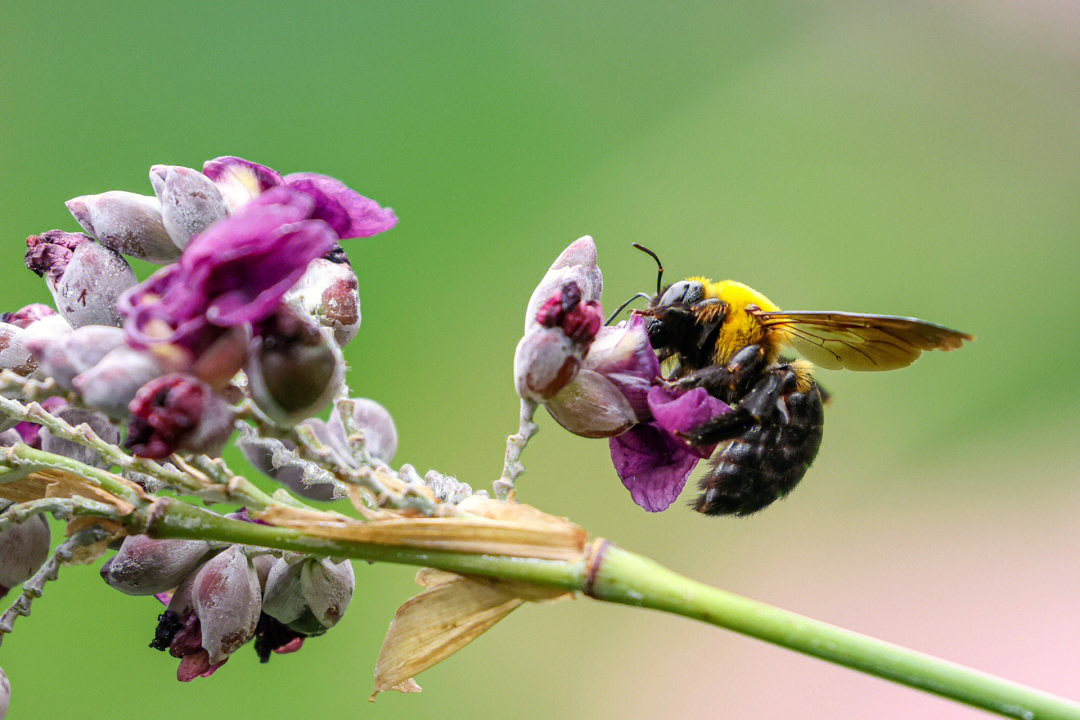 长焦拍蜜蜂是什么体验