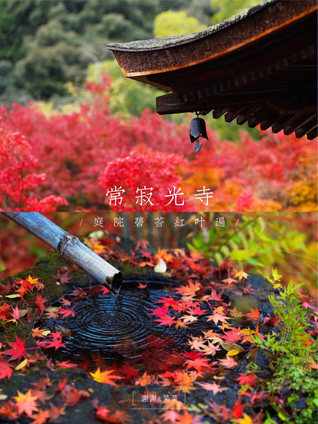 京都红叶秋天环绕整个庭院常寂光寺