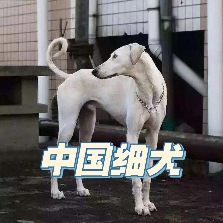 中华犬类品种大全图片图片