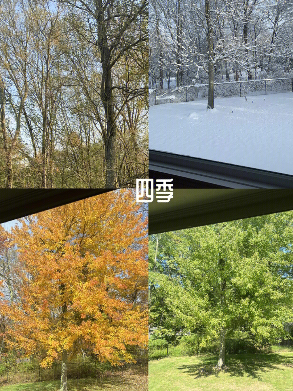 新家搬入一年,窗口记录下色彩变幻的春夏秋冬