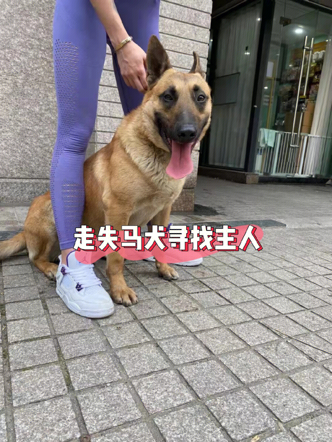 上海地区走失马犬急寻主人