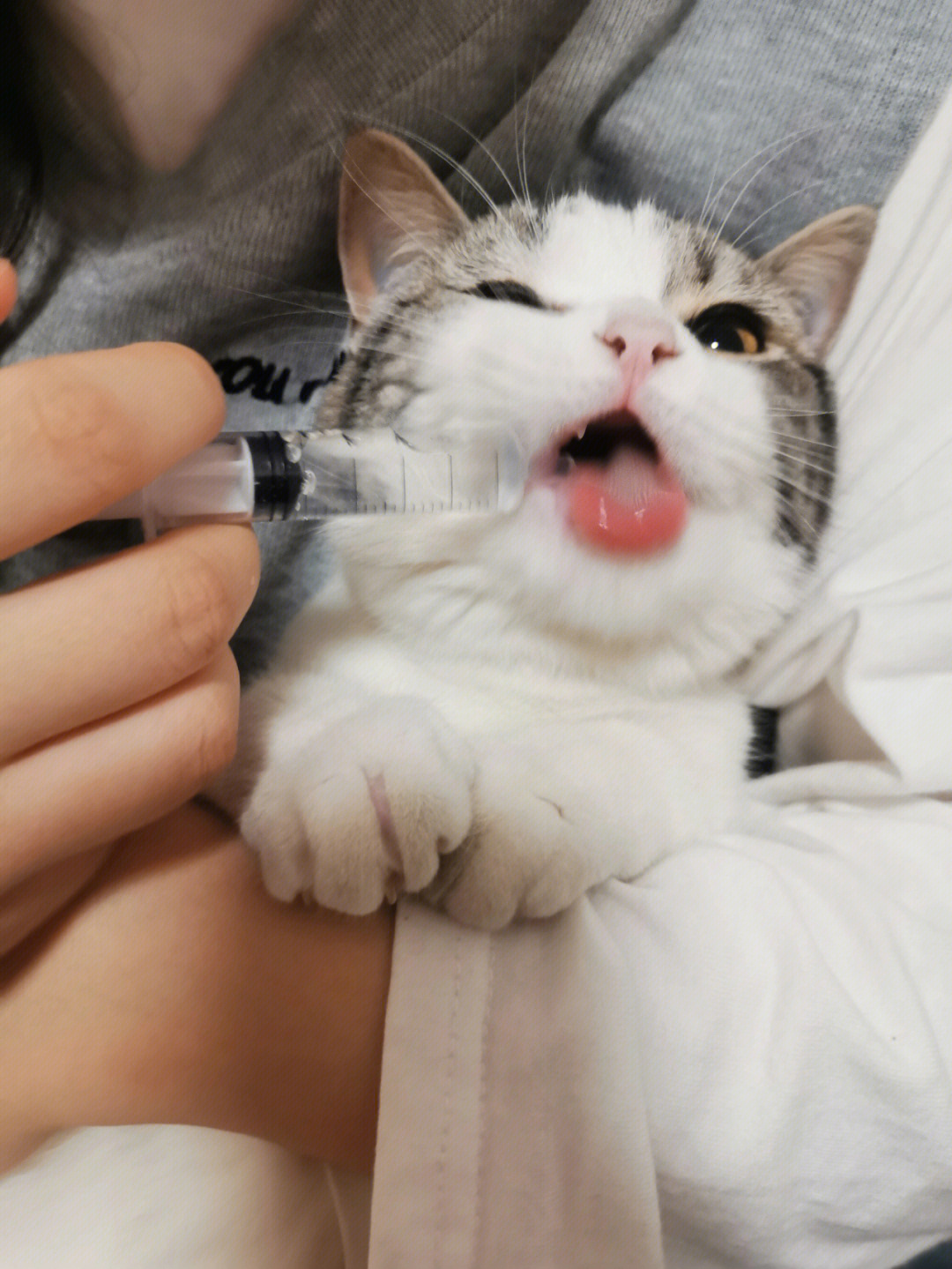 猫咪大郎该吃药了搞笑图片