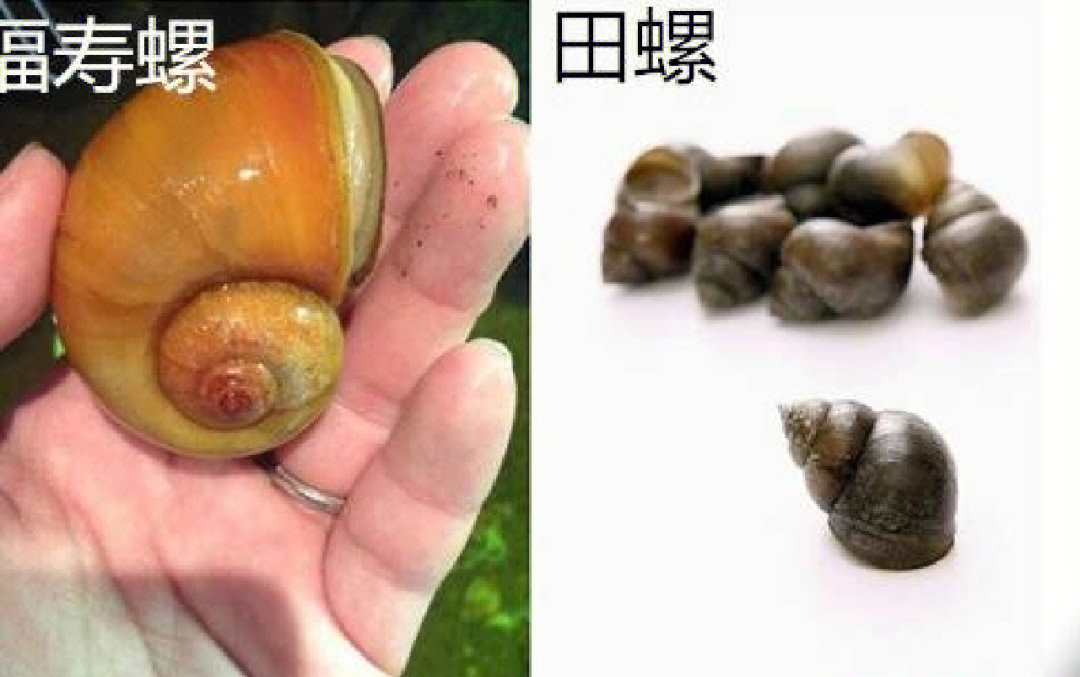 福寿螺和田螺的差别