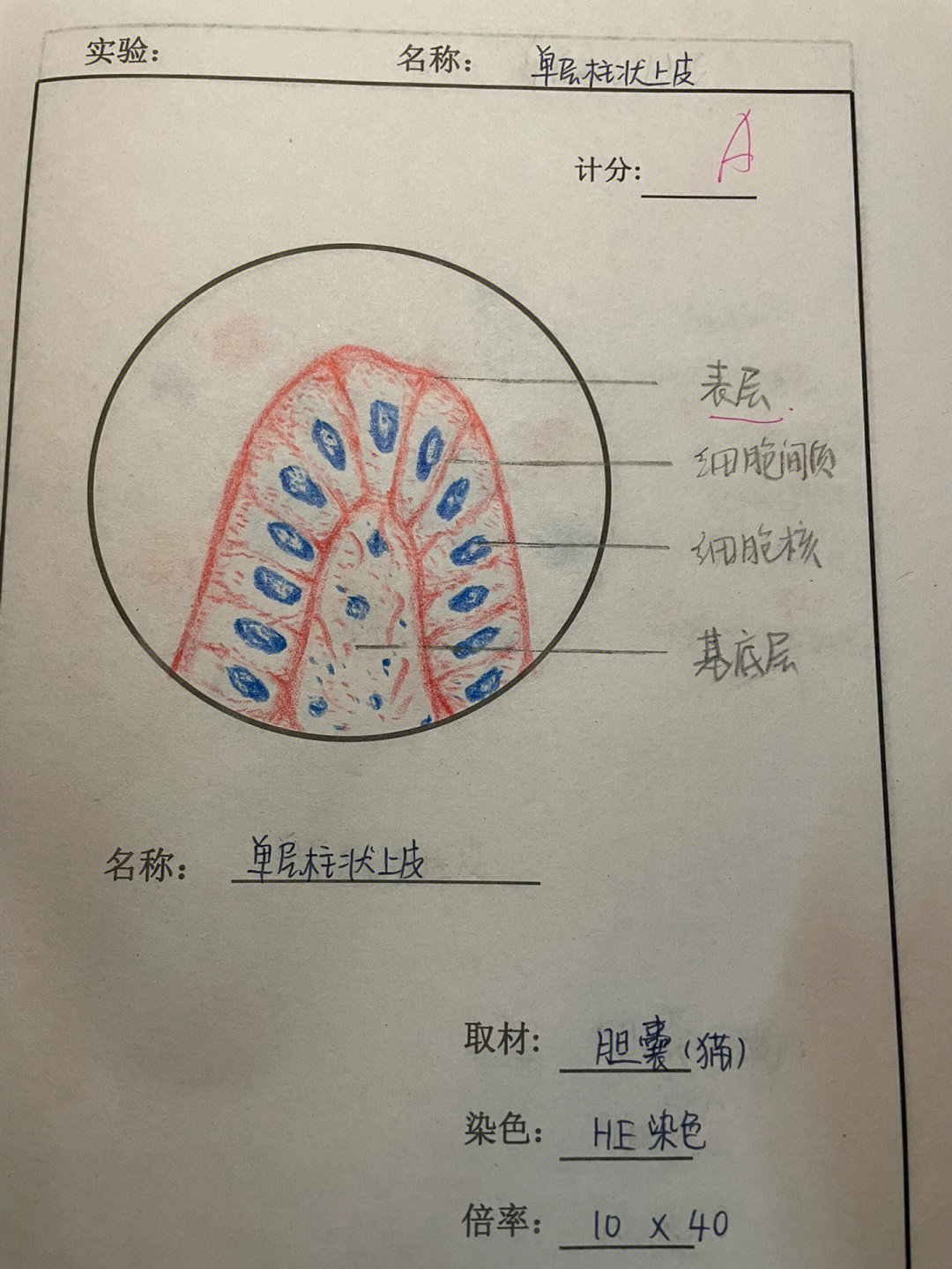 空肠组胚手绘图图片