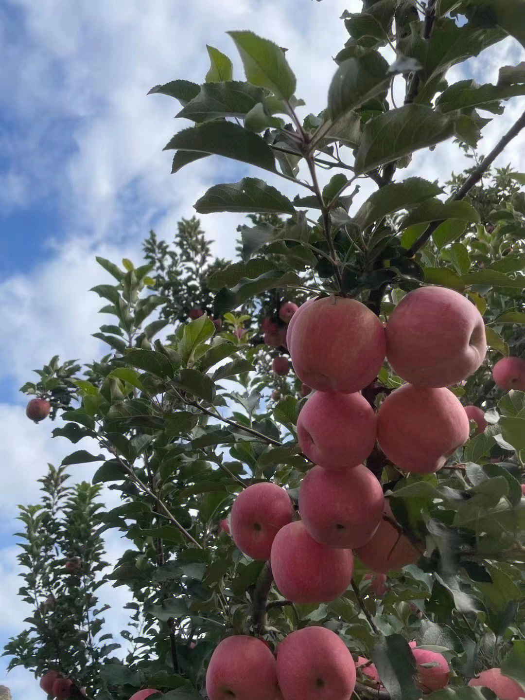 金秋时节硕果累累