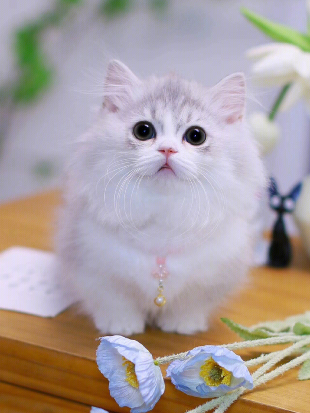 银白矮脚猫拿破仑短腿猫米努特脸杭州猫舍