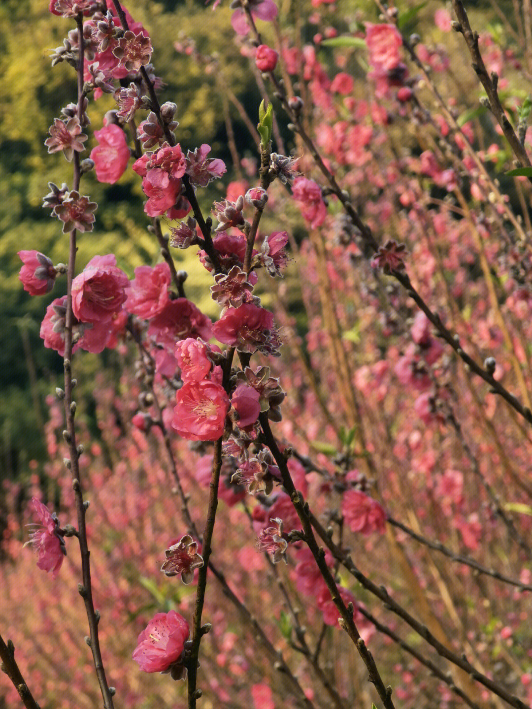 江门白水带桃花园图片