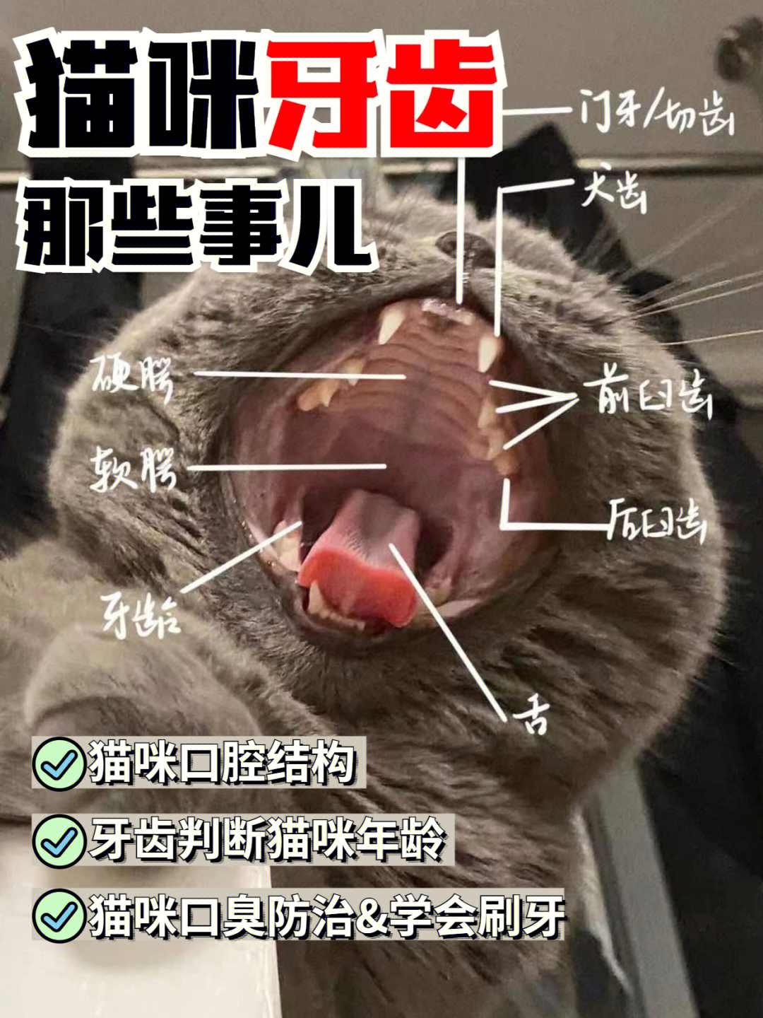 猫的牙齿构造完整图图片