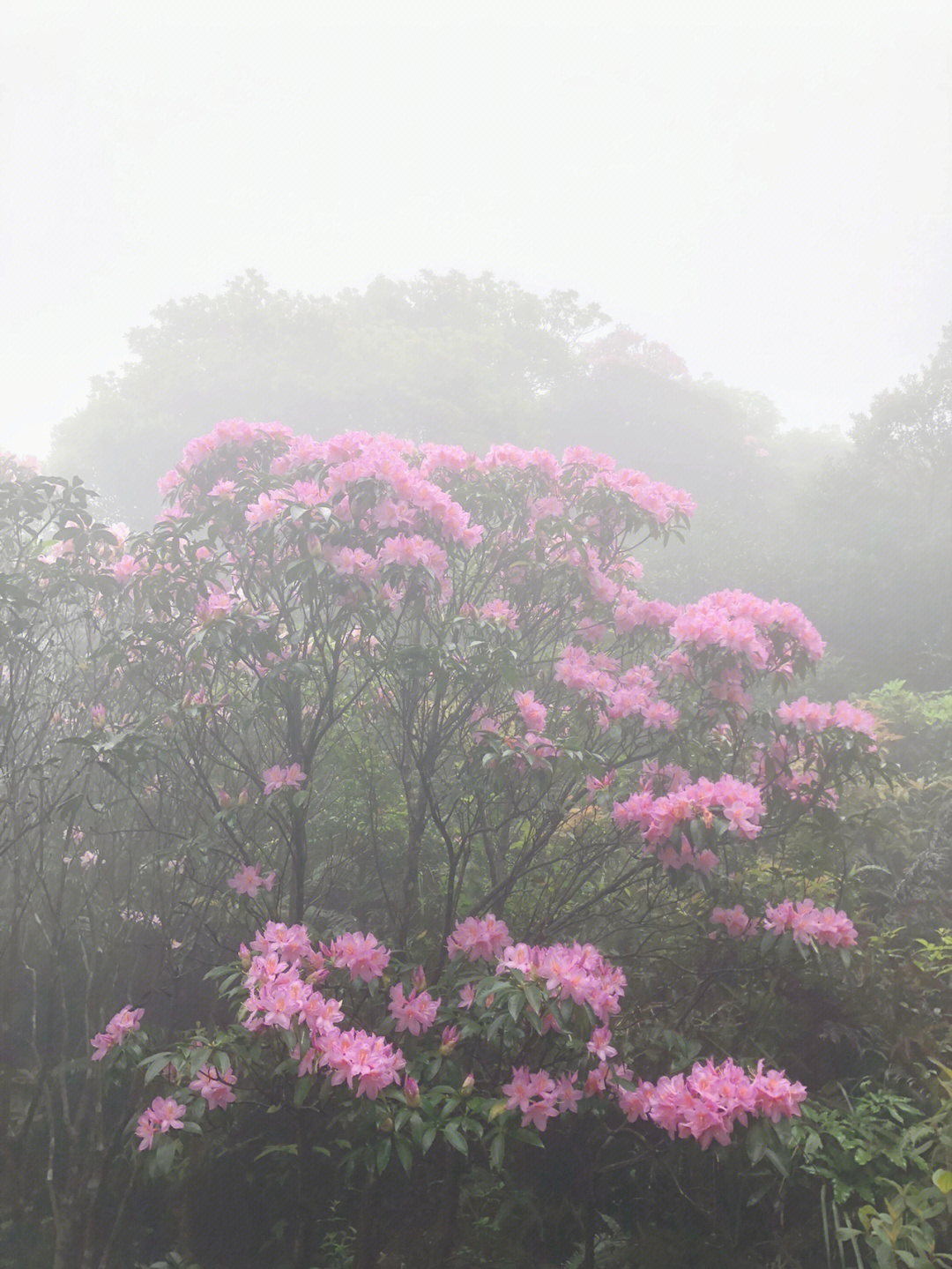 梧桐山看花图片