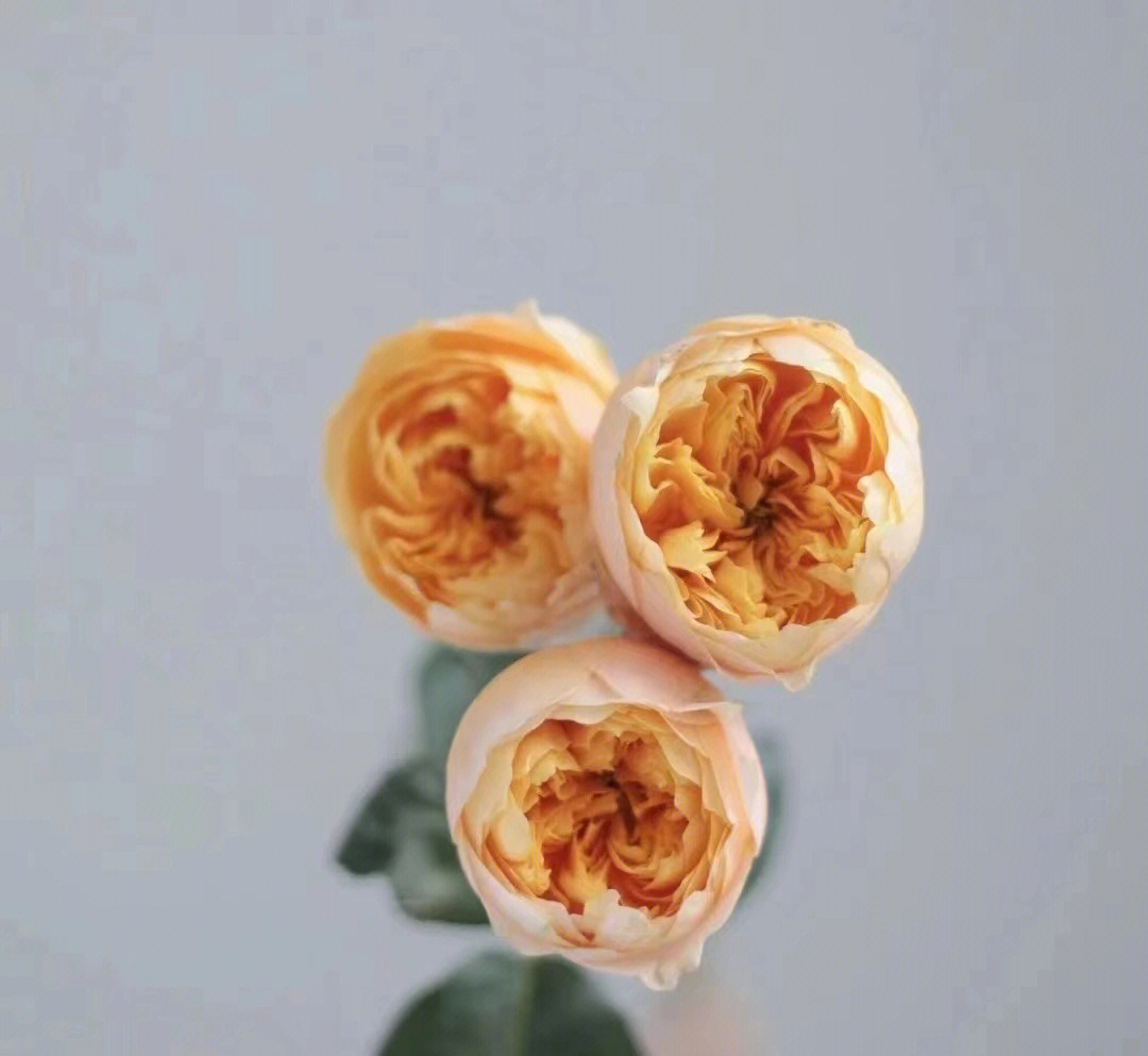 奥斯汀蝴蝶玫瑰花语图片