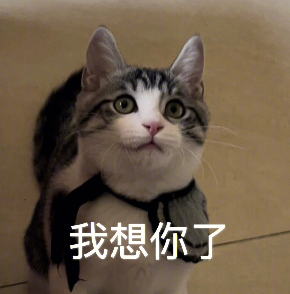 猫咪图片 唯美文字图片