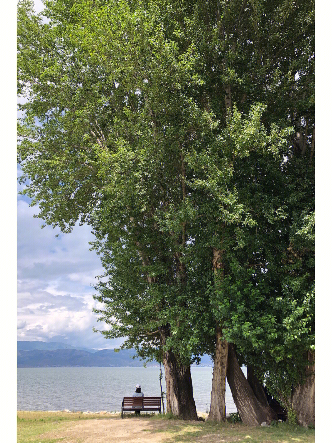 庐山西海孤独的树图片