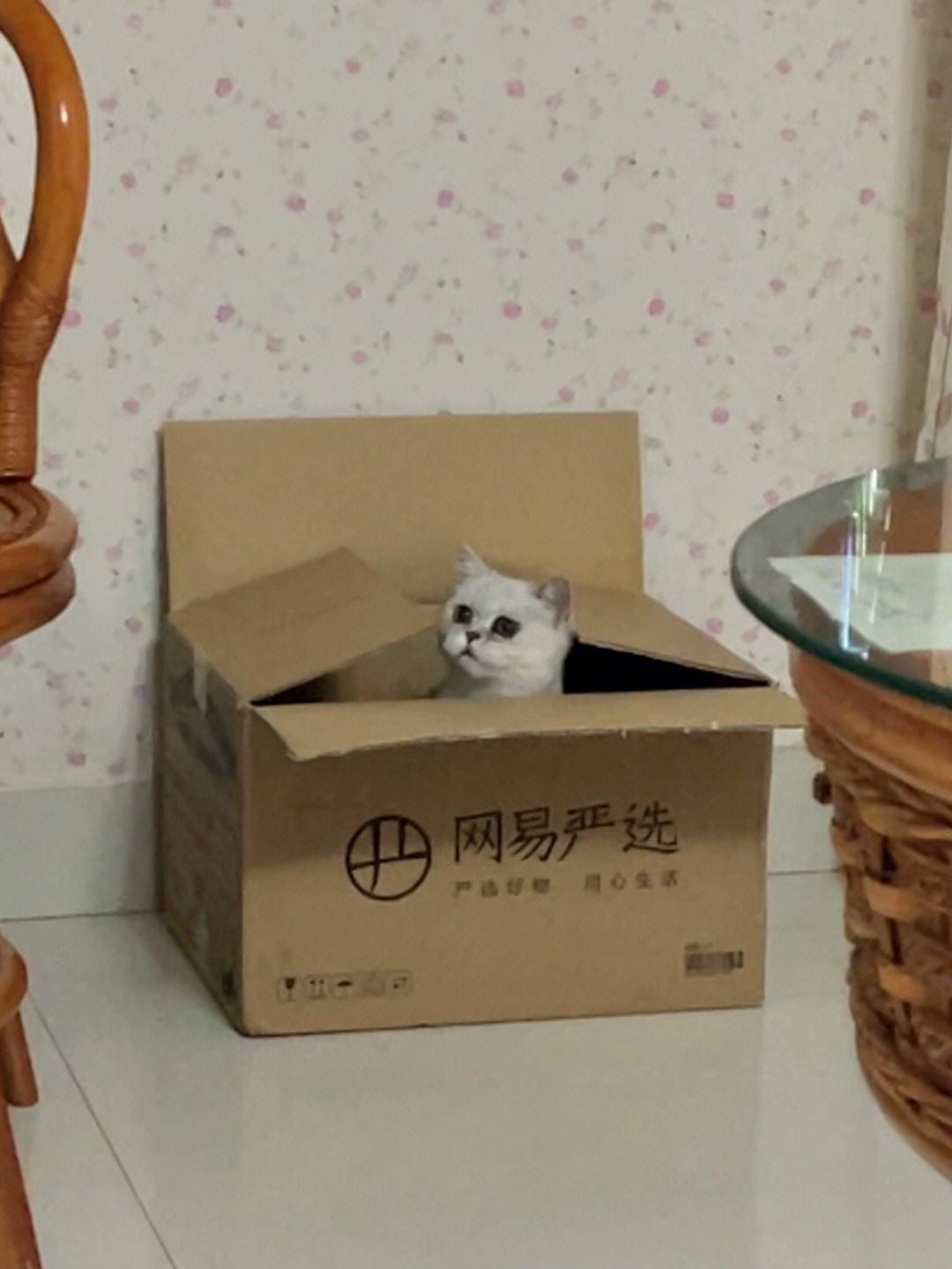 猫窝纸箱设计平面图图片