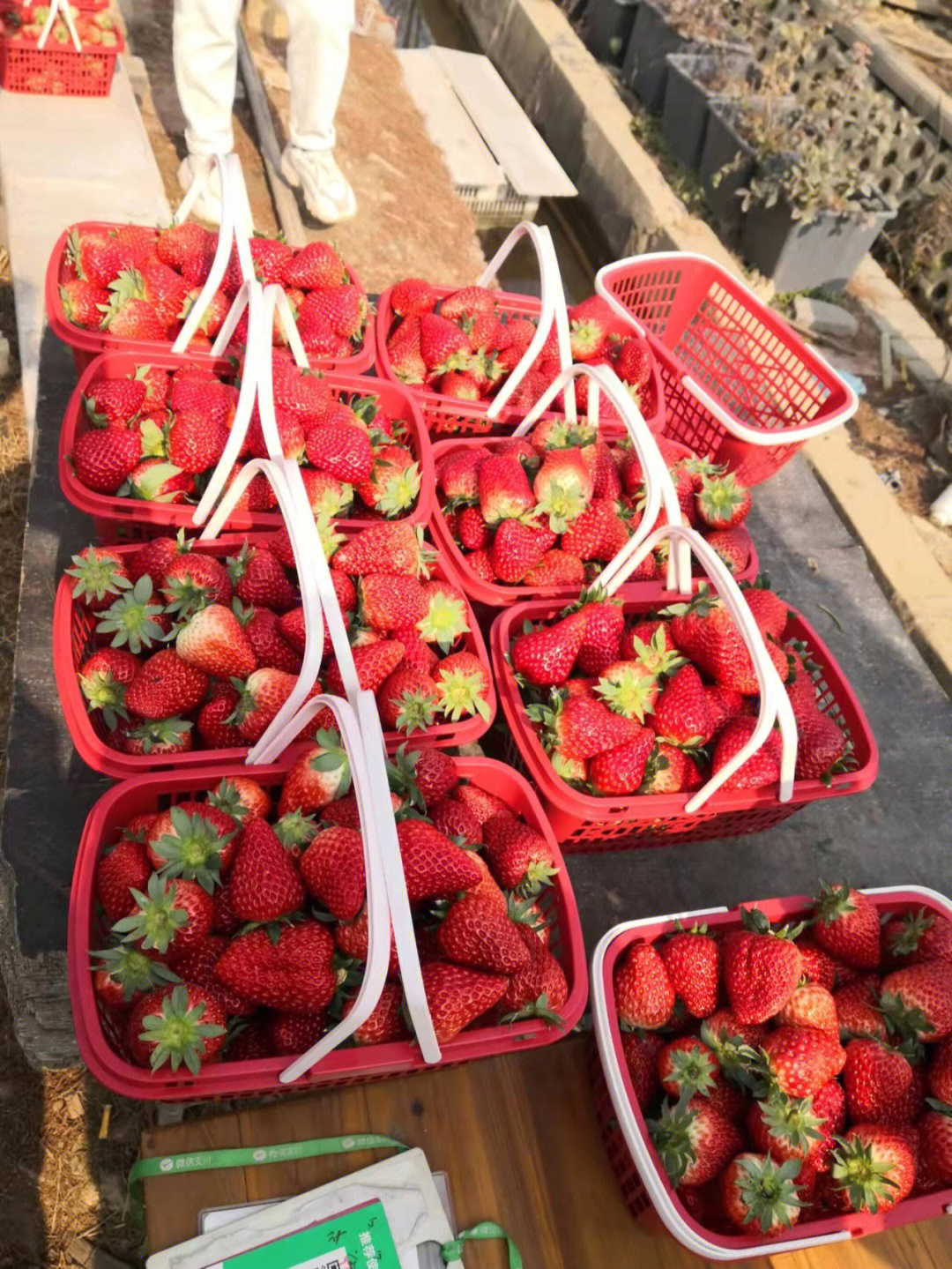 又大又红的草莓等着你来哟